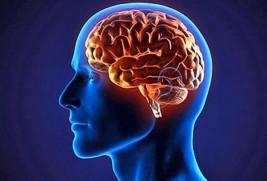 Interesting facts about the human brain